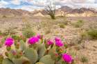 USA, California. Blooming beavertail cactus and Chocolate Mountains. Art Print
